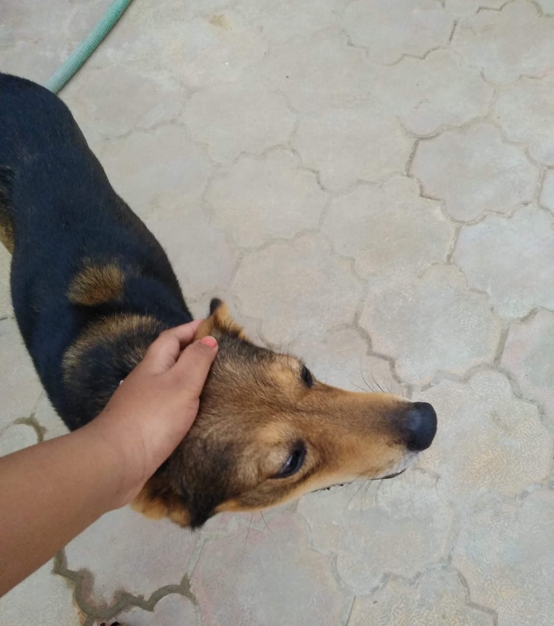 Street Dog