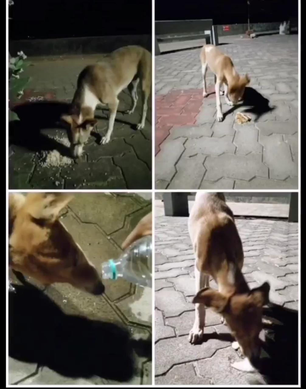 Feeding Dog at Beachside
